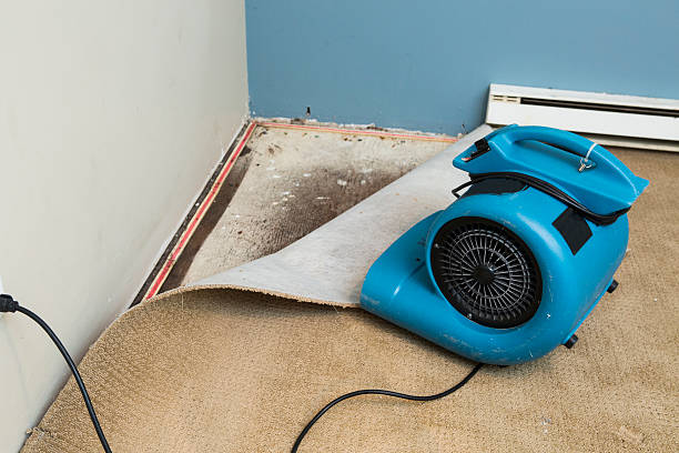 Best Mold removal after water damage  in Garner, NC